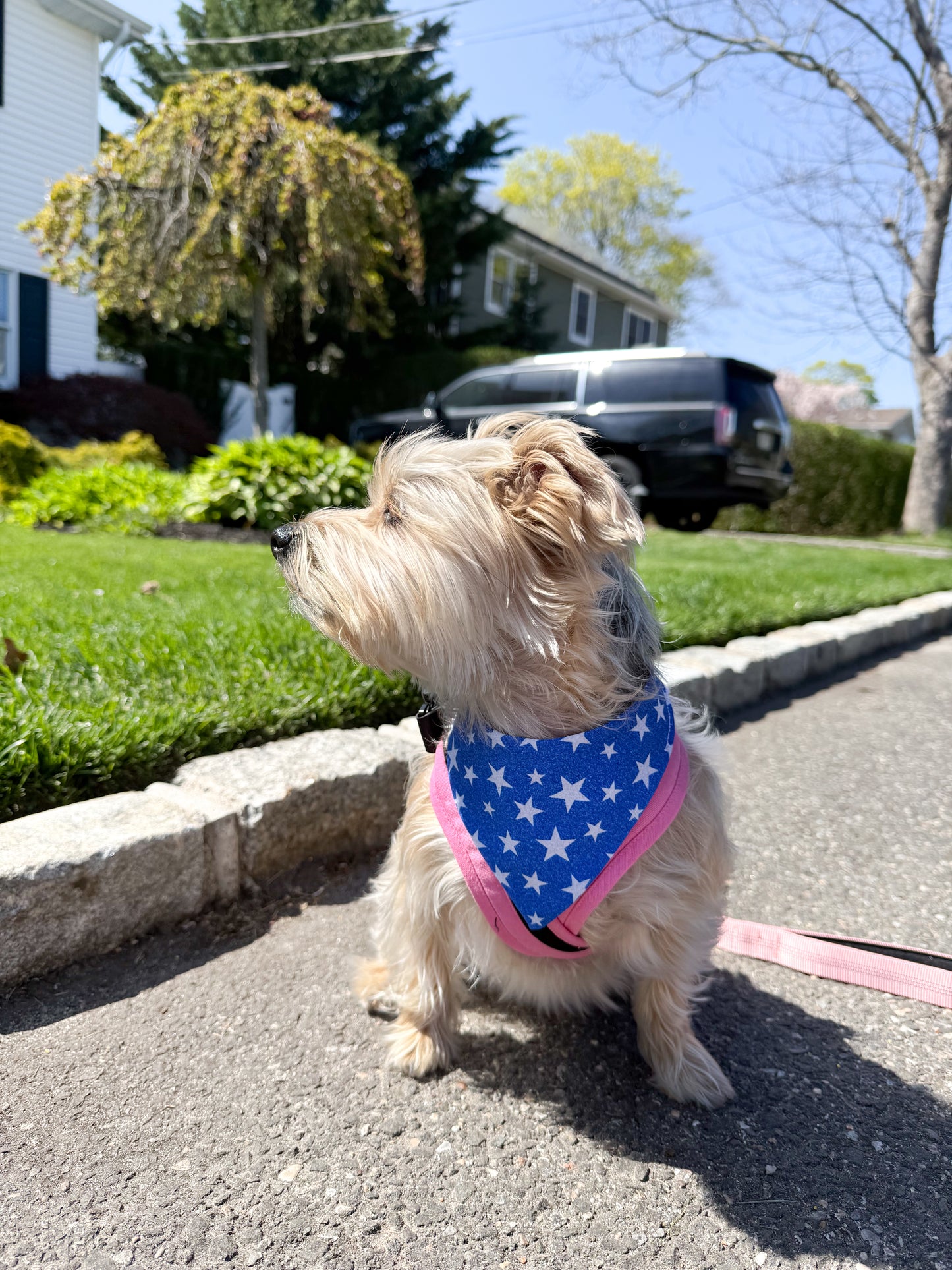 Star Spangled Sparkle